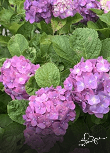 Hydrangea Haven